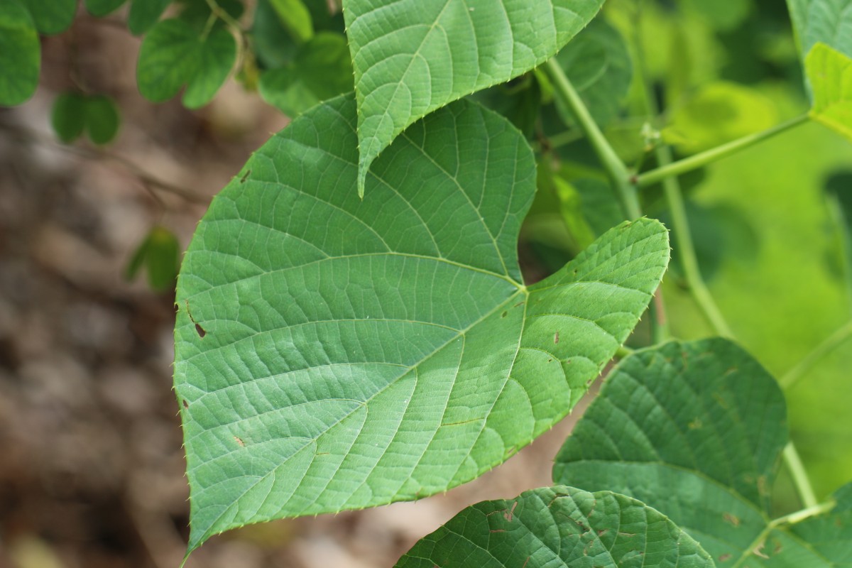 Cissus latifolia Lam.